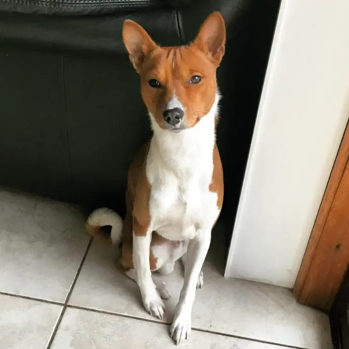 Raiden (Tamard Tribal Sands of Time), Redtri Basenji stud carrying Tamard line, OFA health cleared